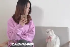 小猫第一次网课考试成绩出来了，气到铲屎官崩溃呀！视频封面