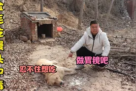 金毛吃馒头中毒，可它一边喊难受一边却还在吃，这傻劲真是没谁了视频封面