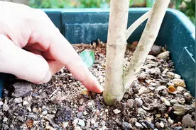 茶花的栽种深度有讲究，把握好这个深度，成活率高，后期长势更旺视频封面