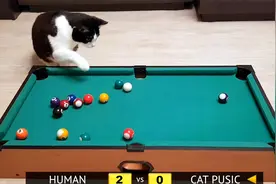 性感小猫咪在线蹦迪，谁说猫咪智商低，多才多艺出乎你意料视频封面