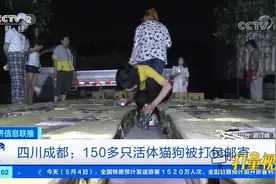 四川成都：150多只活体猫狗被打包邮寄|经济信息联播视频封面