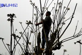 香椿原来是长在这样的树上？香椿好吃，树难看！视频封面