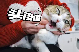 实拍给暴躁猫清理黑下巴，全程骂骂咧咧，最后人和猫都疯了视频封面