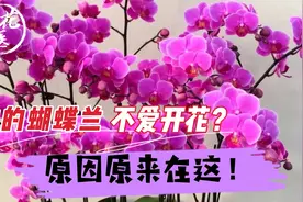 你的蝴蝶兰不爱开花？原因原来在这！蝴蝶兰养护教学！视频封面