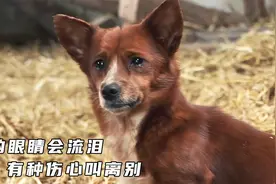狗狗失去妈妈的那一刻它哭了，哭的让人心疼《真实故事》视频封面