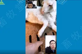 小羊倒地打滚，四腿乱动，是肠痉挛？畜牧堂老师教你治疗方法。视频封面