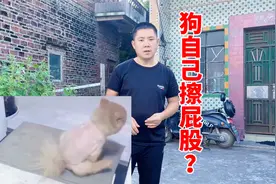 你见过狗差屁股吗？怎么狗会自己擦屁股呢？看十年训犬师解惑视频封面