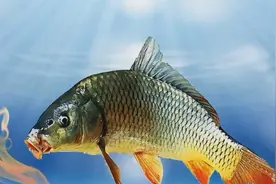 鲤鱼最喜欢味型排行，知道这些能助你轻松钓鲤，不走弯路视频封面