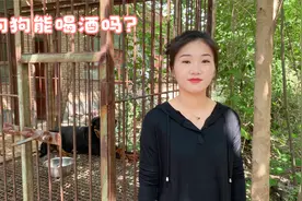 狗狗能喝酒吗？如果不小心喝了酒该怎么处理？佳佳的解答来啦视频封面