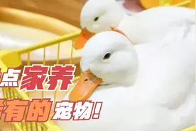 盘点允许饲养的稀有宠物，看看有你喜欢的吗？最后一个绝对稀有！视频封面