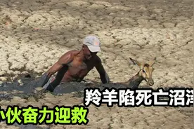 羚羊一头扎进淤泥，妄图挣扎脱困，没想到越陷越深，还好救兵来了视频封面