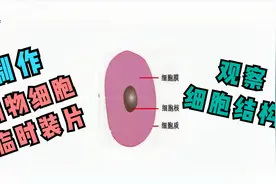 制作动物细胞临时装片，观察并学画人或动物细胞结构图视频封面