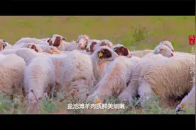 中国最好吃的羊肉之一宁夏盐池滩羊肉视频封面