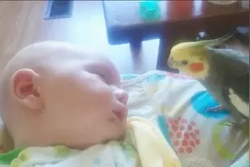 鹦鹉看到小主人睡在沙发上，立马凑过去亲吻小主人，场面十分有爱视频封面