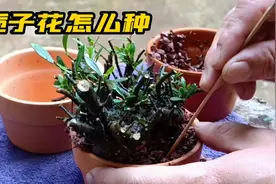 栀子花长根最快的种植方法，两种植料配方，种出狮子头阳台绿植视频封面