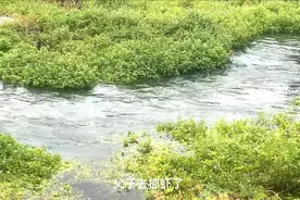 成都免费玩水小众地点推荐，自驾1小时到达，河水清澈能玩一天视频封面