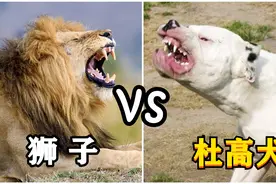 杜高犬vs狮子，如果两者正面硬肛，谁会活到最后？视频封面