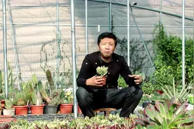 玉树颜色太单调，换新品种养，颜色漂亮且好养，养成老桩才值钱！视频封面