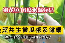 银龙鱼16度水温存活，鱼菜共生黄瓜根系雪白，植株无明显缺素！视频封面