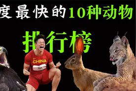 速度最快的10种动物，猎豹与方程式赛车100米赛跑，虽败犹荣！！