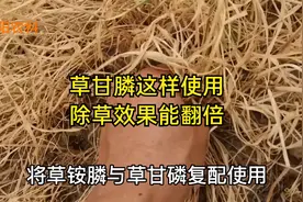 防除秋季恶性杂草，用草甘膦这个配方，除草效果能翻倍除草更干净视频封面