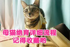 超详细的母猫绝育手术流程，建议收藏！