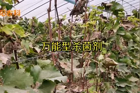 “通用型”杀菌剂，能防治有真菌、细菌、病毒引起的几乎所有病害视频封面