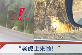 男子路遇野生东北虎，吓得踩着油门使劲跑：那么大！冲着车就来了视频封面