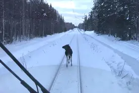 要不要跟我走 我来带路