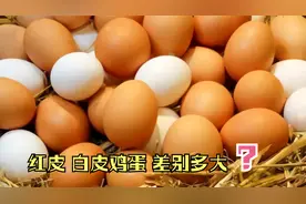 买鸡蛋时，挑红皮的还是白皮的好？养鸡大妈：记住这3点，准没错视频封面