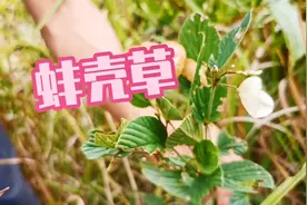 贵州大山上的蚌壳草，种子就像一粒粒的珍珠，功能强大，你认识吗视频封面