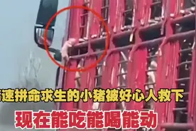 后续！高速拼命求生小猪被好心人救下，现在已能吃能喝能动视频封面