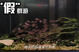 我来打假我自己，还原鳑鲏鱼群游的真相视频封面
