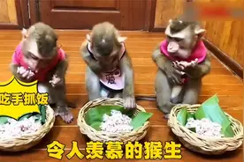 国外一位富婆养了3只猴。天天给它们整好吃的。视频封面