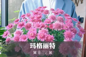 玛格丽特这样养小苗变成大花球， 邻居羡慕的不得了视频封面