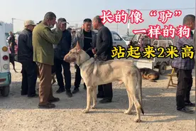 长的像“驴”一样的狗，站起来有2米多高，藏獒看见都躲得远远地视频封面
