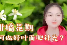 柑橘花期管理中，如何做好叶面肥的补充？一起学学视频封面