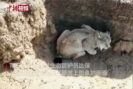 黄河源头，牧民拍到二级保护动物猞猁