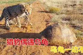 猎豹偶遇乌龟，乌龟一动不动的，反而吓得猎豹不敢下口捕食了！视频封面