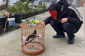当一只小鸟记仇后，它的行为远超我们的想象，脾气这么暴躁？视频封面