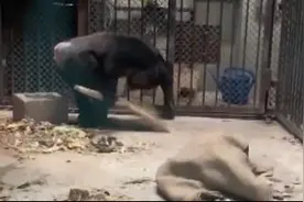 搞笑的动物，大猩猩干家务视频封面