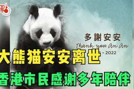 大熊猫安安离世  香港市民感谢多年的陪伴视频封面