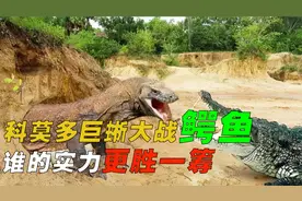 爬行动物的巅峰对决，科莫多巨蜥大战鳄鱼，谁的实力更胜一筹？视频封面