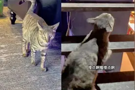 店里一大窝老鼠，女子请流浪猫上门帮抓，无障碍交流猫咪太有灵性视频封面