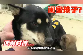 狗妈养育12个孩子，区别对待其中5只，结果跟“闺蜜”有关视频封面