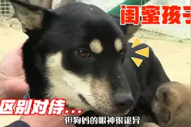 狗妈养育12个孩子，区别对待其中5只，结果跟“闺蜜”有关视频封面