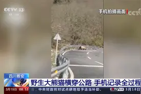 四川雅安 野生大熊猫横穿公路 手机记录全过程视频封面
