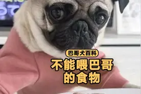 4大“害狗”食物，巴哥不能吃！视频封面