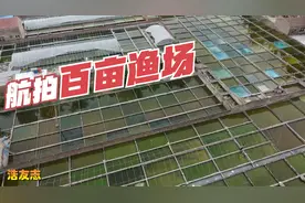 航拍江苏百亩渔场，小鱼苗飞快的长大，珍珠种鱼品相太好了视频封面