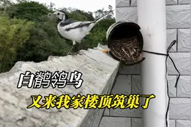 白鹡鸰鸟，又来我家楼顶筑巢了视频封面